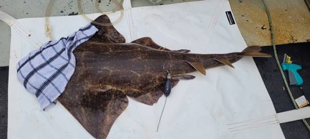 Two Critically Endangered Angel Shark Successfully Tagged and Transmitting Data in Tralee Bay